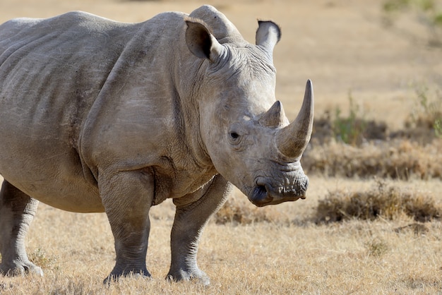 Rhino on savannah in National park of Africa