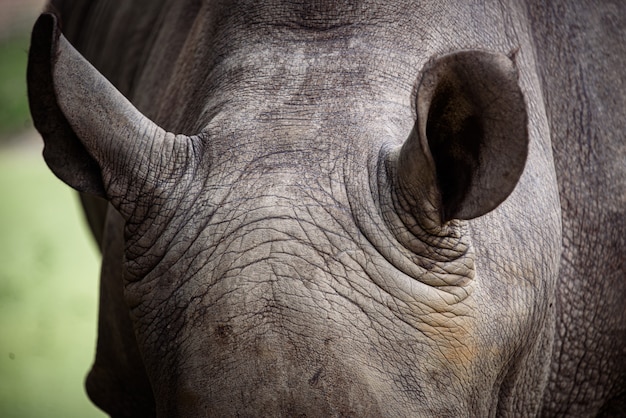 rhino texture download rhino texture download