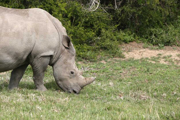 Rhinoceros grazing in a field covered in the grass under the sunlight