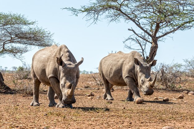 Носорог гуляет по полю с ясным голубым небом на заднем плане