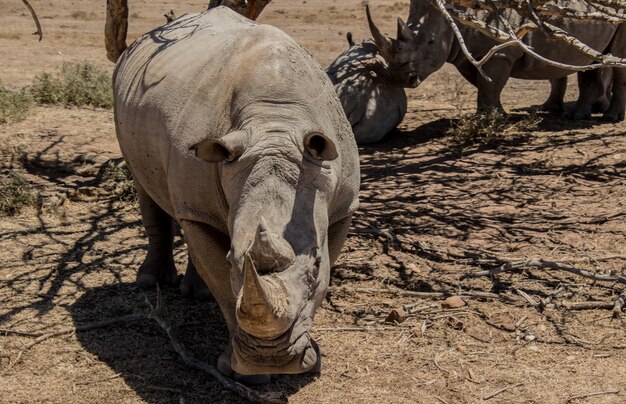 Rhinoceros walking through a field with bare trees under the sunlight at daytime