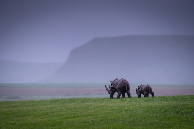Бесплатное фото Носороги гуляют по долине