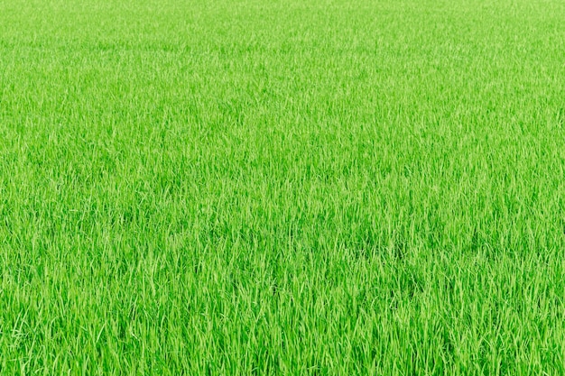 Rice farm green paddy field nature background texture