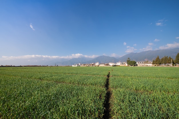 Free photo rice farming landscape