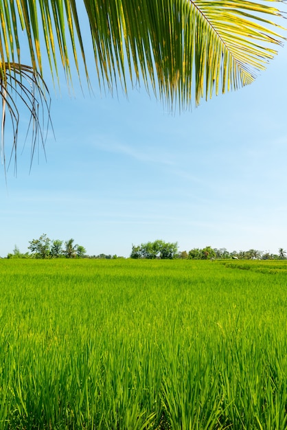 Free photo rice field in bali