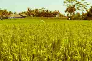 Free photo rice field in bali