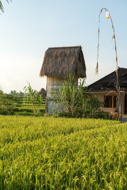 Free photo rice field in bali