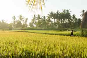 Free photo rice field in bali