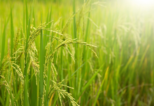 Рисовое поле с солнечным светом в сельской местности