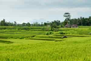 Free photo rice fields in bali