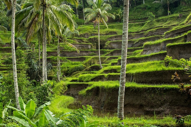 Rice fields Ubud Bali