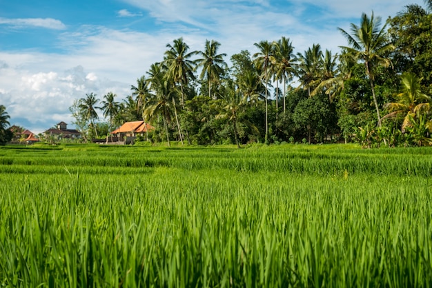 Rice fields in ubud