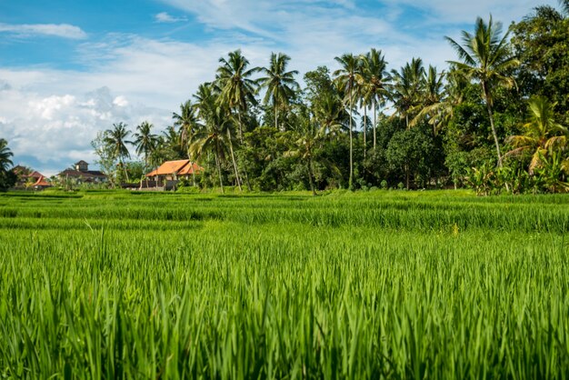 Rice fields in Ubud