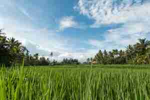 Free photo rice fields in ubud