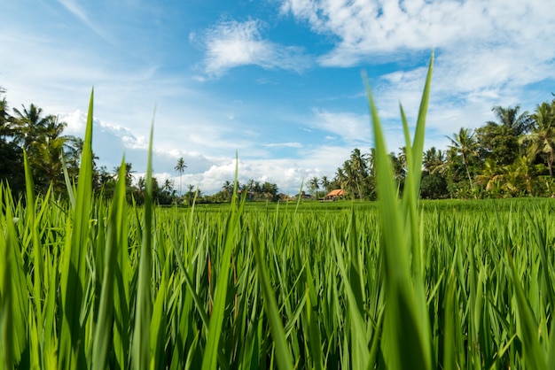 Rice fields in Ubud