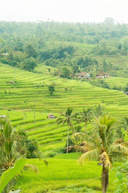 Rice paddies