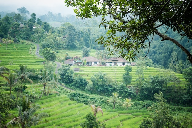 Rice paddies