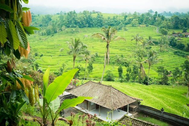 Rice paddies