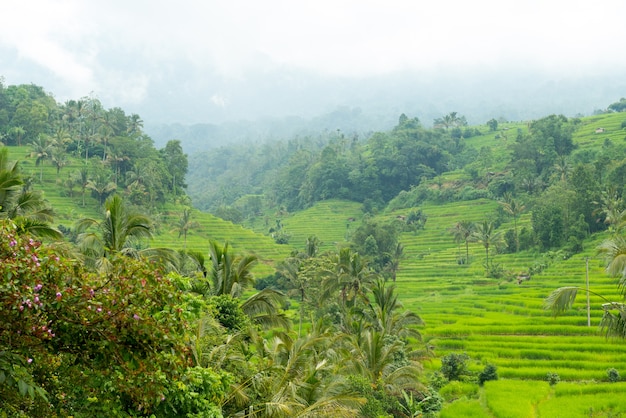 Rice paddies