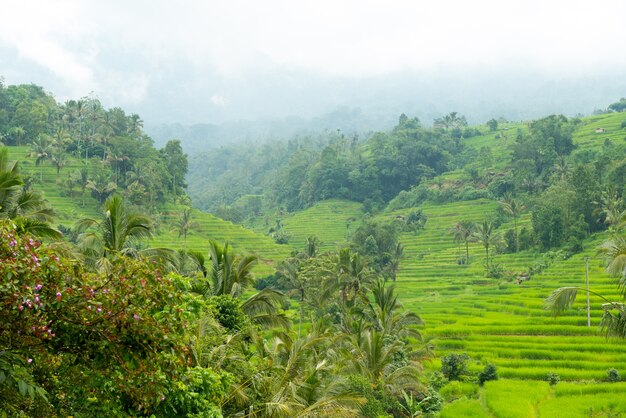 Rice paddies