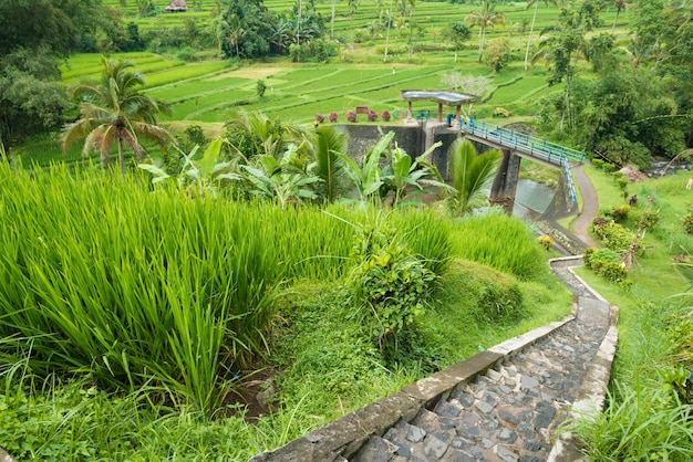 Rice paddies