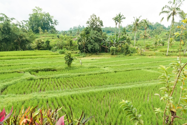 Rice paddies