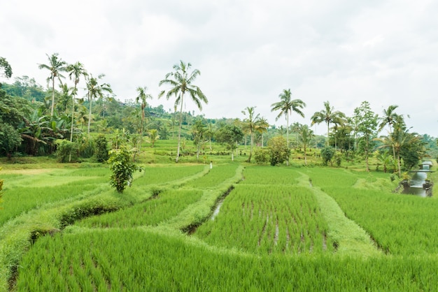 Rice paddies