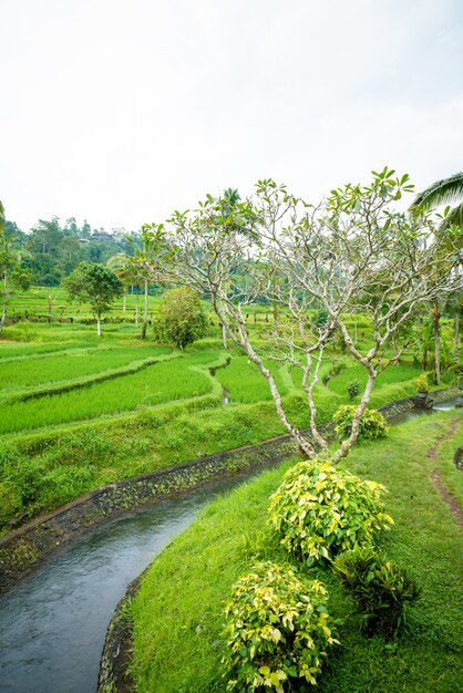 Rice paddies