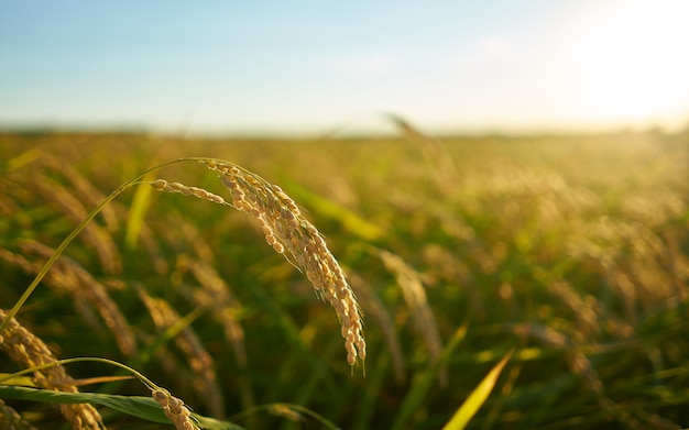 Free photo rice plant at sunset in valencia, with the plantation