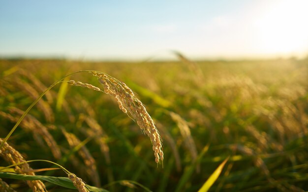 rice plant at sunset in Valencia, with the plantation