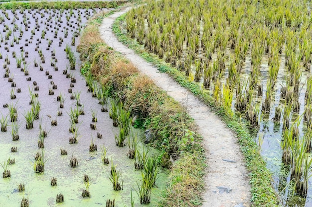 Rice plantation