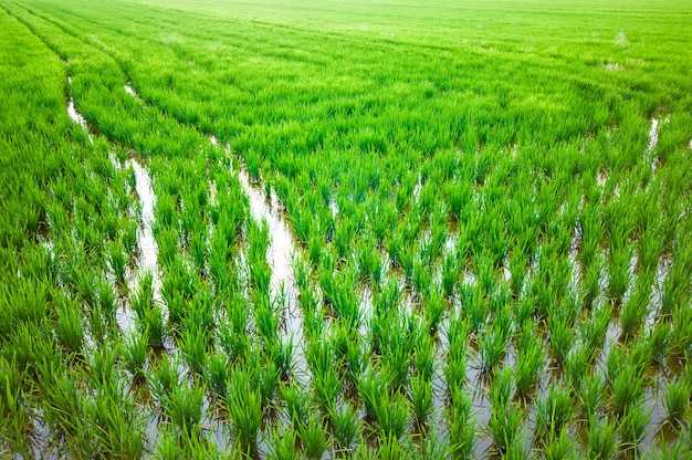 Free photo rice plantations in a field