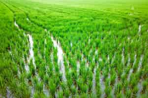 Free photo rice plantations in a field