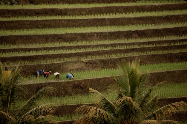 Free photo rice teresses