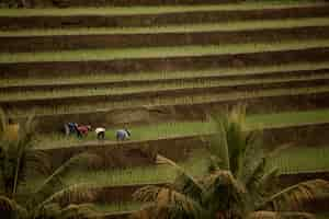 Free photo rice teresses