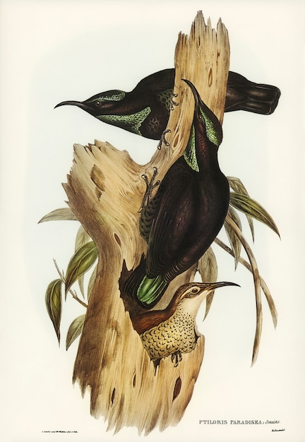 Free photo rifle bird (ptiloris paradiseus) illustrated by elizabeth gould