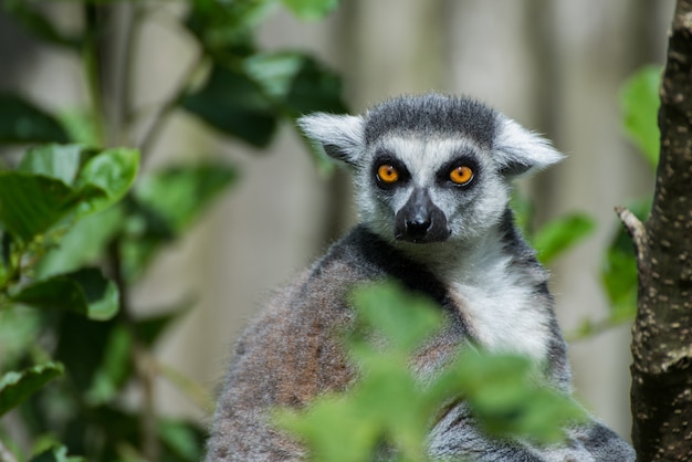 Ring-tailed lemur attentively looking