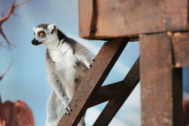 Ring-tailed lemur on wooden ladder