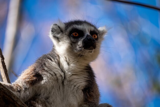 Ringtailed lemur with a surprised face on a blurred background