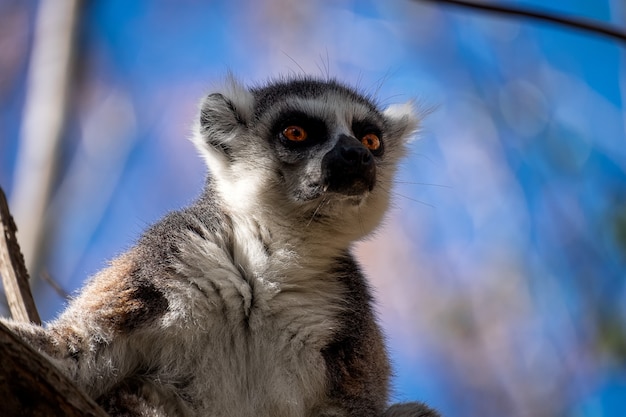 Ringtailed lemur with a surprised face on a blurred background