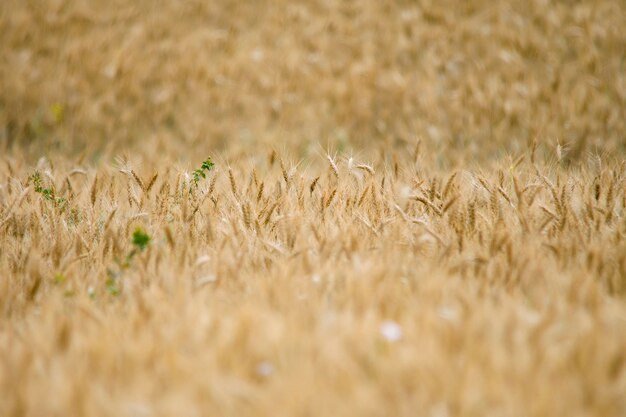Ripe cereal fields, awaiting harvest - granada