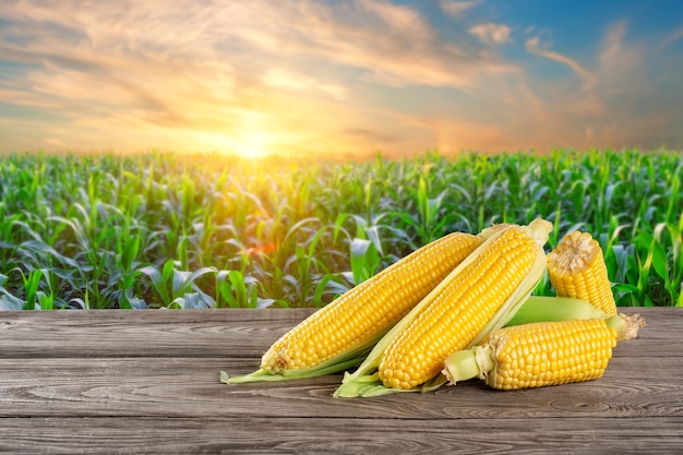 Ripe corn on a wooden table against the background of a cornfield