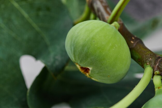 Спелый свежий зеленый инжир на дереве.