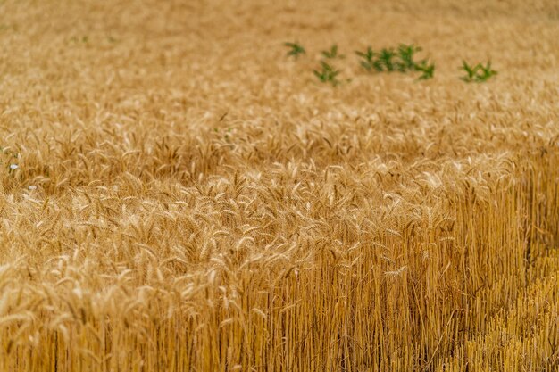 Спелая золотая сельскохозяйственная пшеница. желтая посадка на поле. растения летнего сезона.