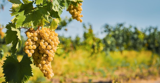Спелый зеленый виноград на виноградниках перед сбором урожая, идея баннера с избирательным фокусом и местом для текста