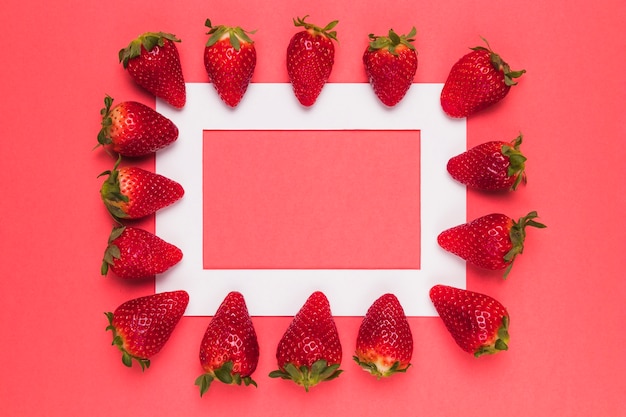 Ripe juicy strawberries lined up on white frame on pink background