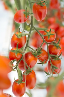Спелые натуральные помидоры, растущие на ветке в теплице
