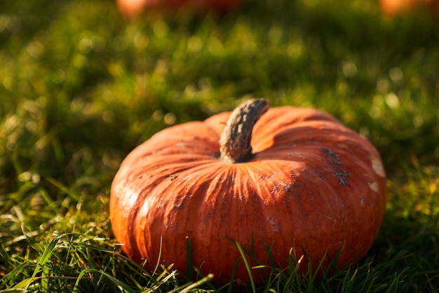 Free photo ripe orange pumpkin on blurred green grass background outdoors close up of large orange pumpkin