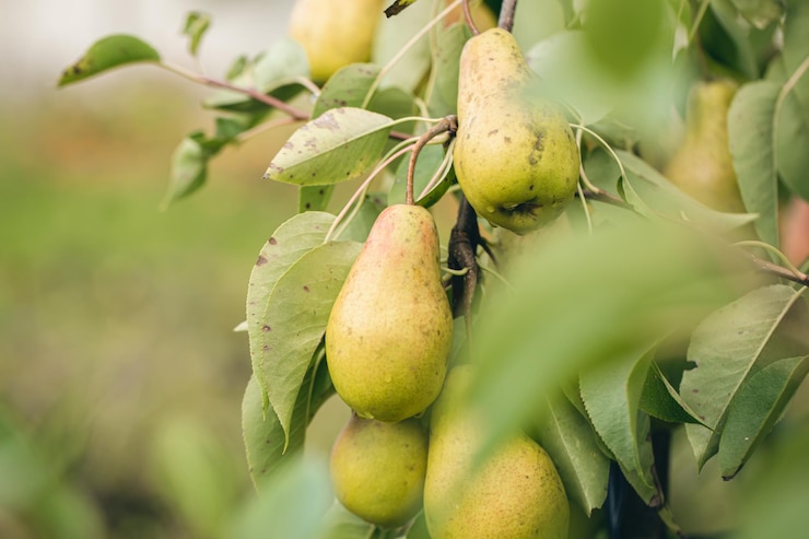 Free Photo ripe pears on tree branches in the autumn garden