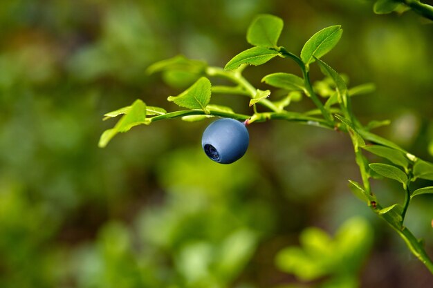 茂みに熟した準備ができている野生のブルーベリー-選択的な焦点。閉じる